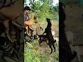 Rukhi Leaf For Goats | Most Important Medicinal Leaf for Goats | Green leaf For Goats | Green fodder