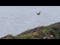 Kestrel bird floats on windy mountain type  1049334