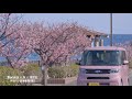 【ダイハツタント】桜の名所をドライブ【ダイハツ沼津販売】