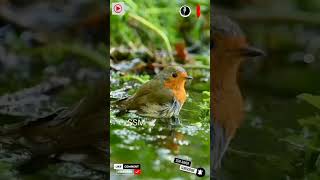 animal video #trending #viral #shorts #animals #ssm