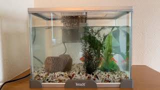 金魚おたまミックス5匹水槽づくり②