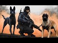 10 Mejores razas de perros militares y policiales