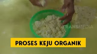 Keju Artisan Organik Buatan Lokal Dengan Rasa Nagih | SI UNYIL (07/01/22)