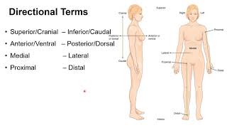 Chapter 1F   Anatomical Regions and Directional Terms