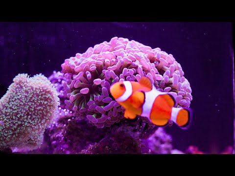 Beginner Friendly Nano Reef Tank! ( Maintenance and Updates )