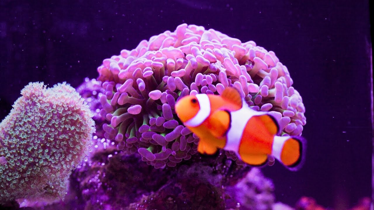 Нано-рифовый аквариум для начинающих! (Обслуживание и обновления)