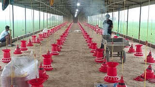 4500 Birds capacity ka farm Banane ki total lagat|KS Poultry|