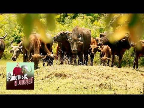 Шри-Ланка. Часть 1 - Про животных и людей | Живая Планета