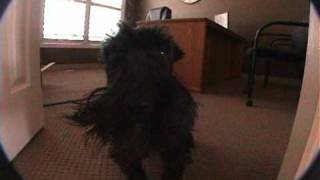 The Dog Who Doesnt Like To Be Filmed