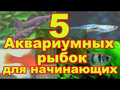 5 неприхотливых аквариумных рыбок для начинающих