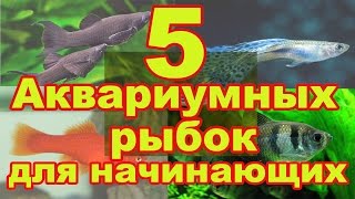 5 неприхотливых аквариумных рыбок для начинающих(С каких аквариумных рыбок лучше начинать заниматься аквариумистикой? Конечно с выносливых и неприхотливых..., 2016-01-05T18:22:59.000Z)