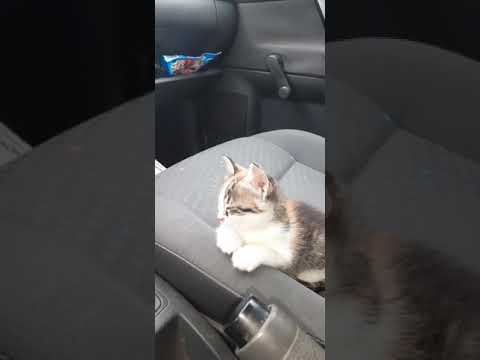 sleepy cat