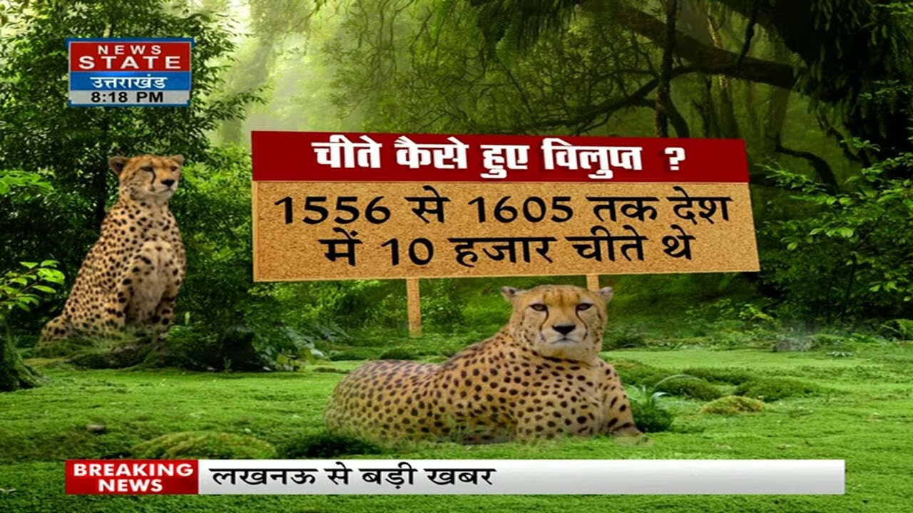 Cheetah is Back आजादी के बाद भारत से कहां गायब हो गए चीते। Hindi news