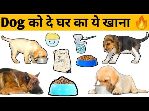 वीडियो: एक अपार्टमेंट में एक छोटे कुत्ते के लिए एक एवियरी कैसे बनाएं