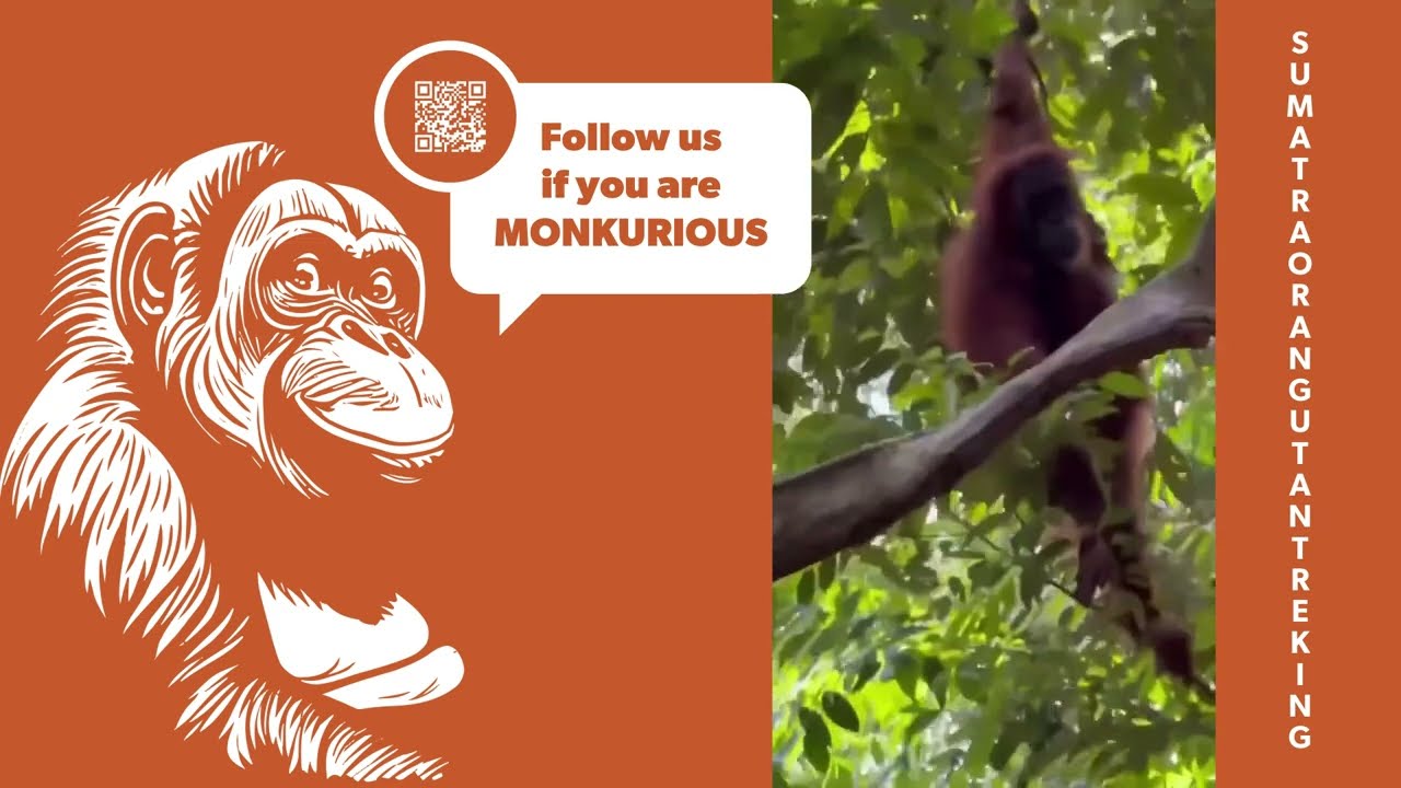 The Spirit of the Jungle | Sumatra Orangutan Trekking