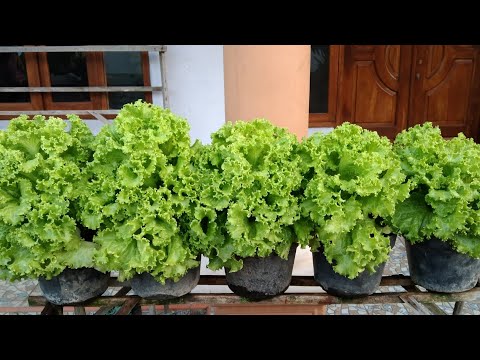 Video: Tanam salad dalam pasu di rumah? Cuma