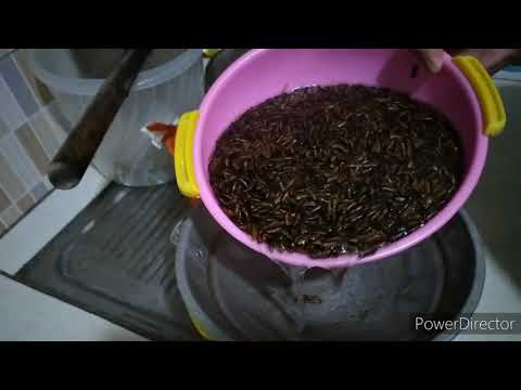 Cara Menggoreng Laron
