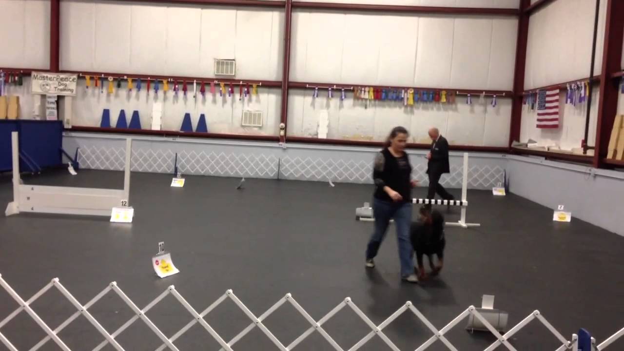 Bad Handler Rally Ex B - 84 (bad dog & bad handler) - YouTube