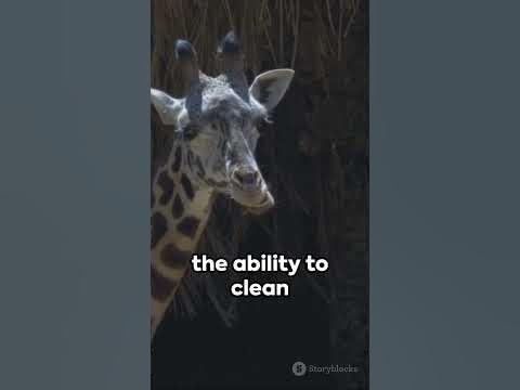 This Weird Fact About Giraffes Will Leave You Speechless! - YouTube