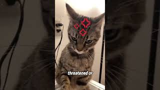 The DANGER of Cat Airplane Ears ✈️⚠️ #cats #catshorts #cat airplane ears