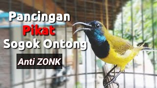 Pancingan Sogok Ontong PIKAT anti ZONK