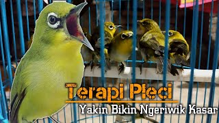 TERAPI PLECI BIKIN NGERIWIK KASAR DAN BUKA PARUH