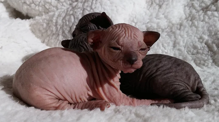 Watch the video about Amazing sphynx kittens / DonSphynx