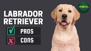 Labrador Retriever: The Pros & Cons of Owning One by Animal Insider + 279 views 1 day ago 8 minutes, 7 seconds