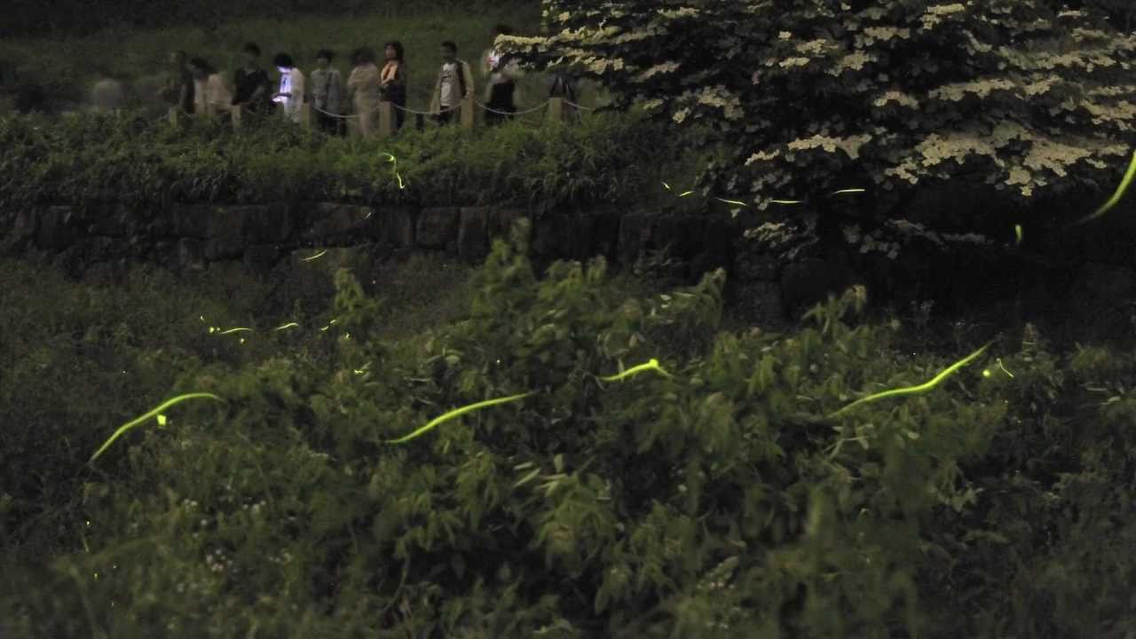 Firefly Festival 辰野ほたる祭り Youtube