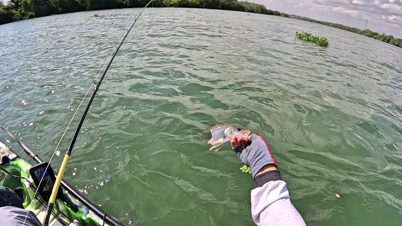 Este LUGAR DAR MEDO peixe foi DEVORADO vivo. Pescaria