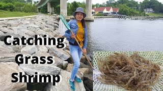 How To Catch Grass Shrimp | Fishing In Maryland