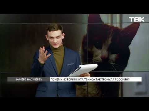 История кота Твикса: реакция общественности