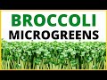 How to grow broccoli microgreens step by step