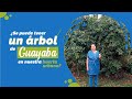 🟢 ¿Se puede tener un árbol de Guayaba en huerta urbana? 🍐 Curiosidades de la Guayaba