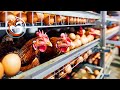 Chicken egg production process, How millions of eggs are produced in factories | Production Factory