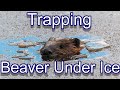 Beaver Trapping Under Ice Methods  Focus on Trapping