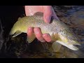 Winter fly fishing trick to catch more fish  fly fishing and dreams