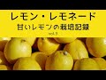 レモンの苗木に動きがありました！「レモン・レモネード」栽培記録　vol.3