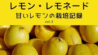 レモンの苗木に動きがありました！「レモン・レモネード」栽培記録　vol.3