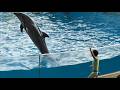 新江ノ島水族館 えのすい イルカショー イルカミニパフォーマンス "きょうのイルカTime" ニコTime ※2026.05.31 16:00