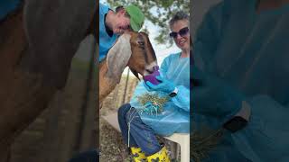 This Rescue Goat Was Isolated Until They Found Others Like Her | The Dodo