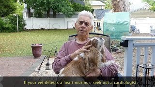 Heart Disease In Older Dogs