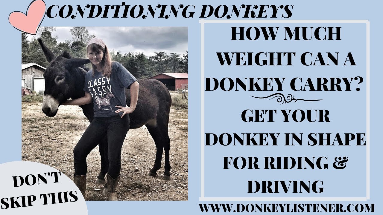 Conditioning Donkeys How Much Weight Can A Donkey Carry Training Conditioning Donkeys How Much Weight Can A Donkey Carry Training