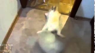Animals can be so annoying   Funny animal compilation 2 1