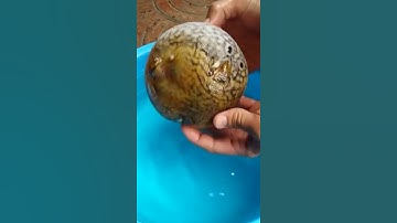 Cách Con Cá Nóc Tự Vệ  Dễ Thương Quá - How puffer fish protect itself