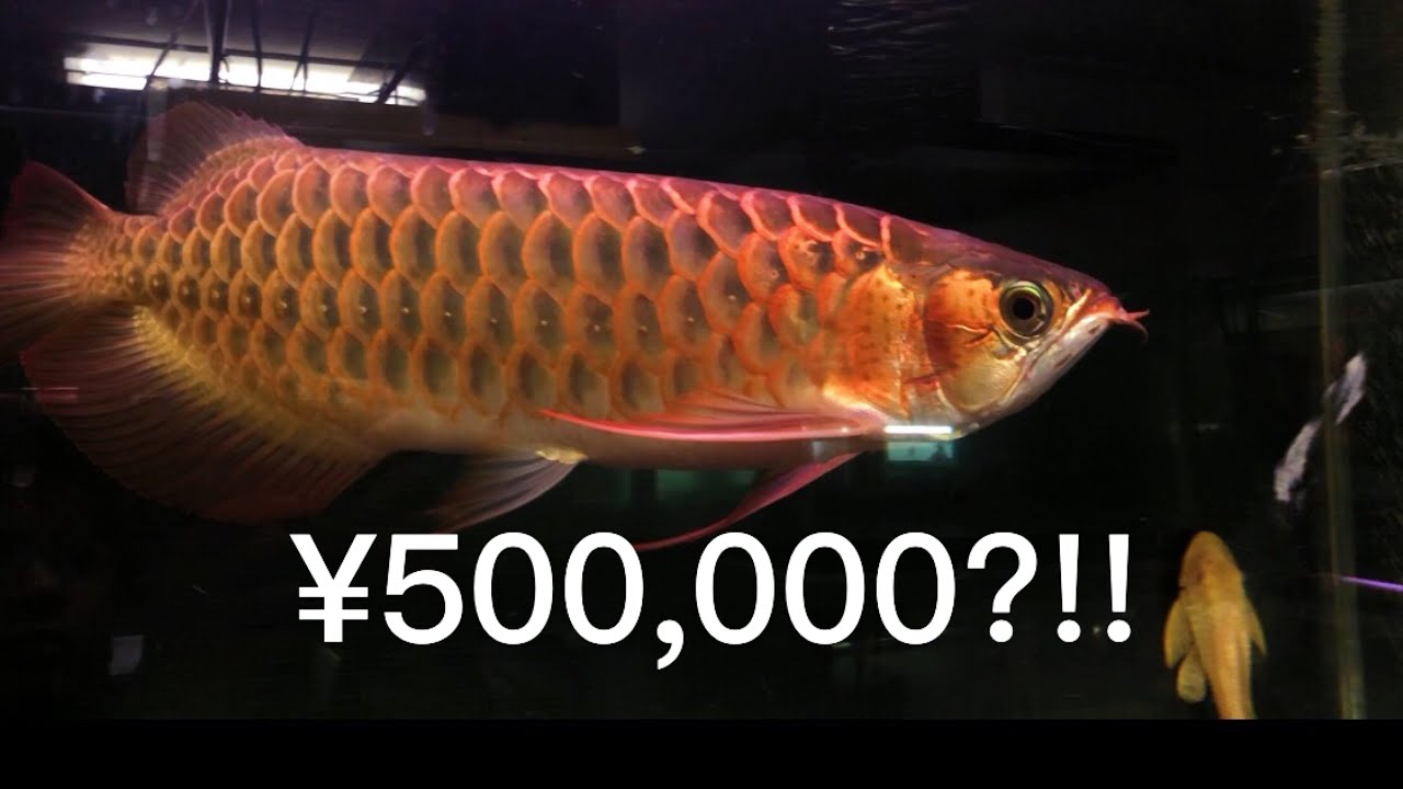 THE MOST EXPENSIVE FISH! Fish Store tour Hikone Japan YouTube