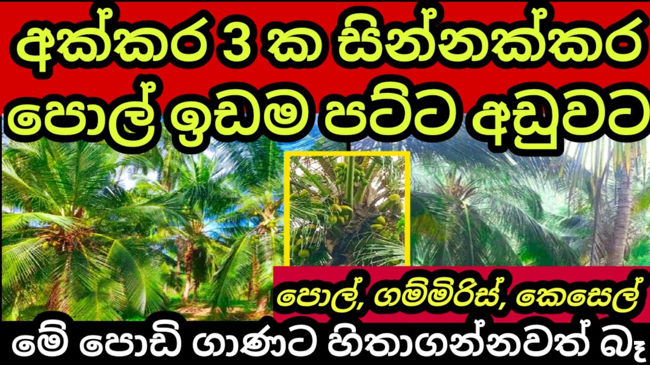 Pol idam Coconut land for sale Aduwata idam Aduwata niwasa