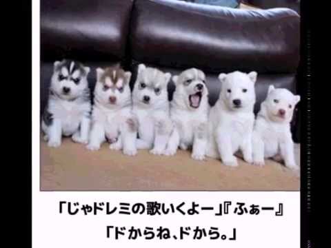 動物たちの面白いつぶやき すんごくリアル 笑 Youtube 動物たちの面白いつぶやき すんごくリアル 笑 Youtube