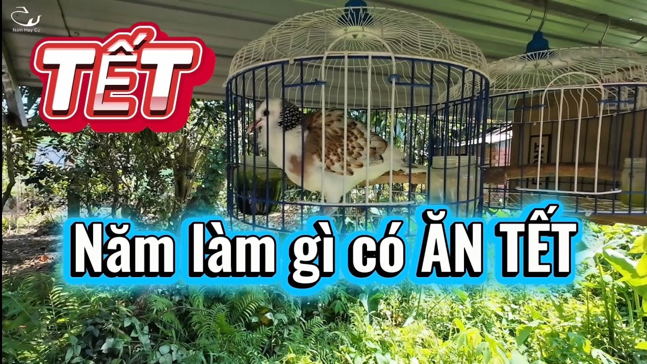 Mình Ăn Tết hay Tết Ăn Mình