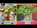 🌿 Banyan Bonsai Pruning Secrets! | বট গাছের বনসাই কাটিং ও শেপ দেওয়ার সঠিক পদ্ধতি
